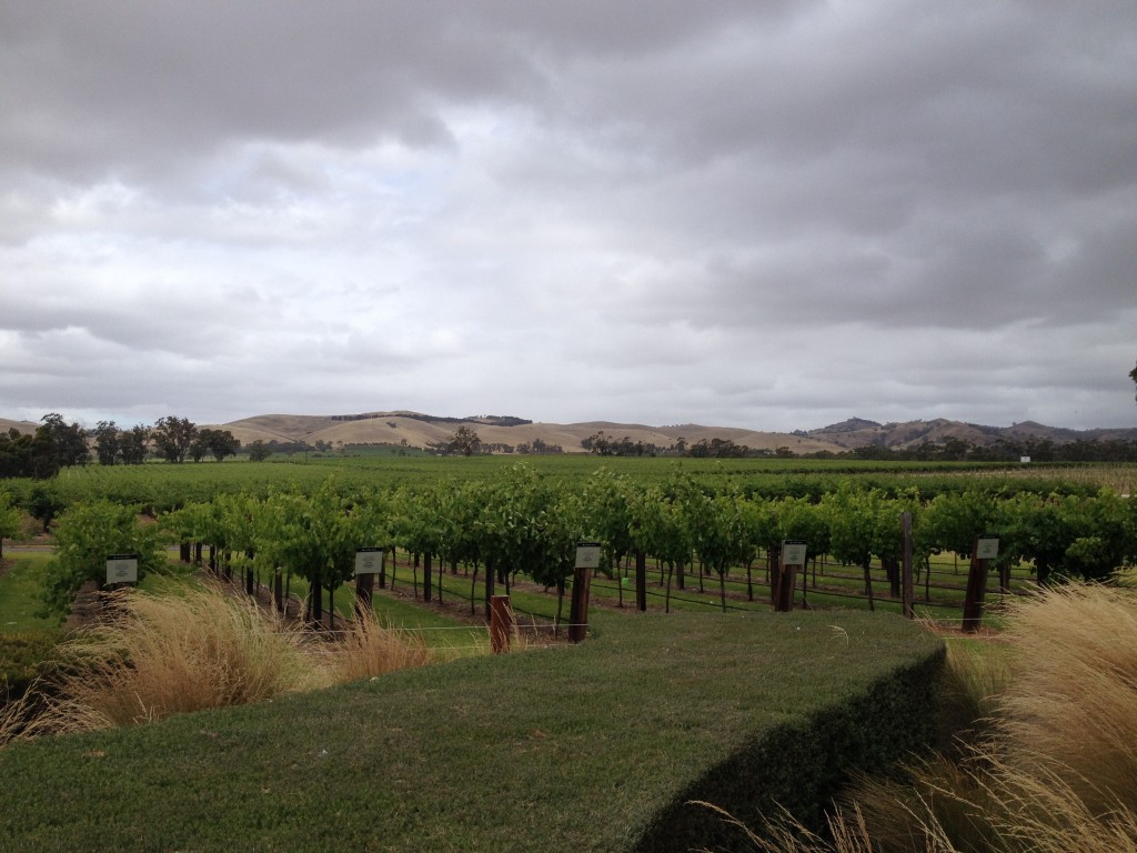 Barossa Valley, vignoble, vin, dégustation, activité, Australie