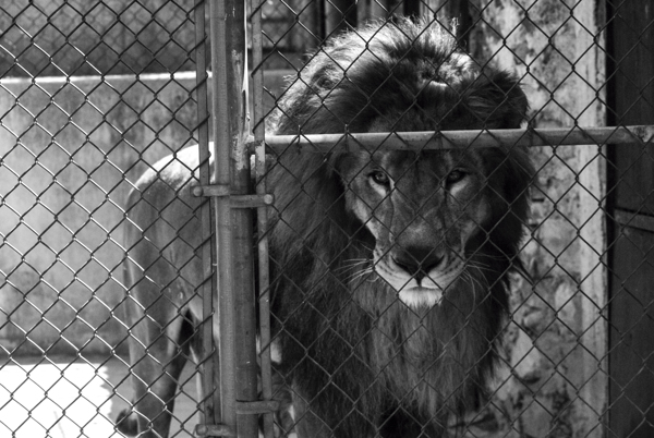lion cage