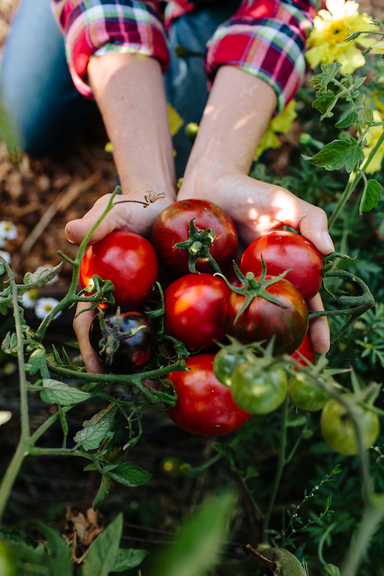 jardinage, santé, tomates