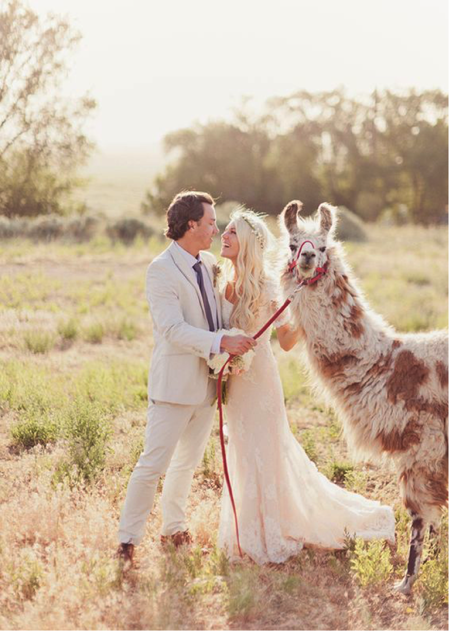 animal mariage