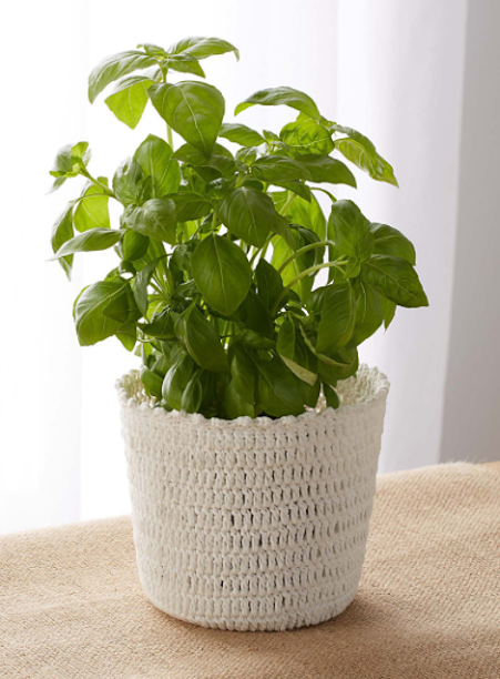plante décoration pot
