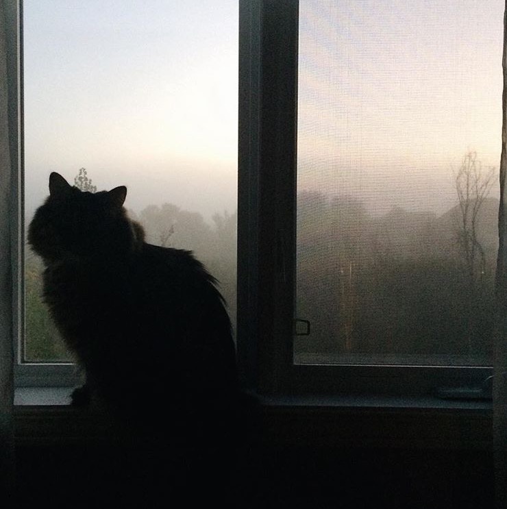 chat, fenêtre, appartement