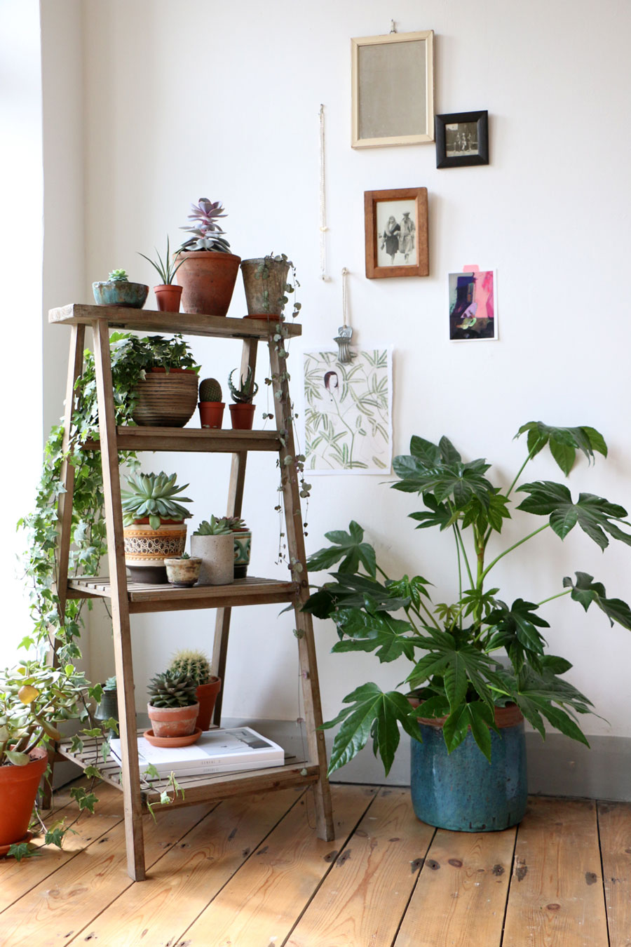 plantes décoration
