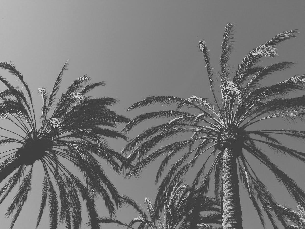 Palmiers, Voyage, Californie 
