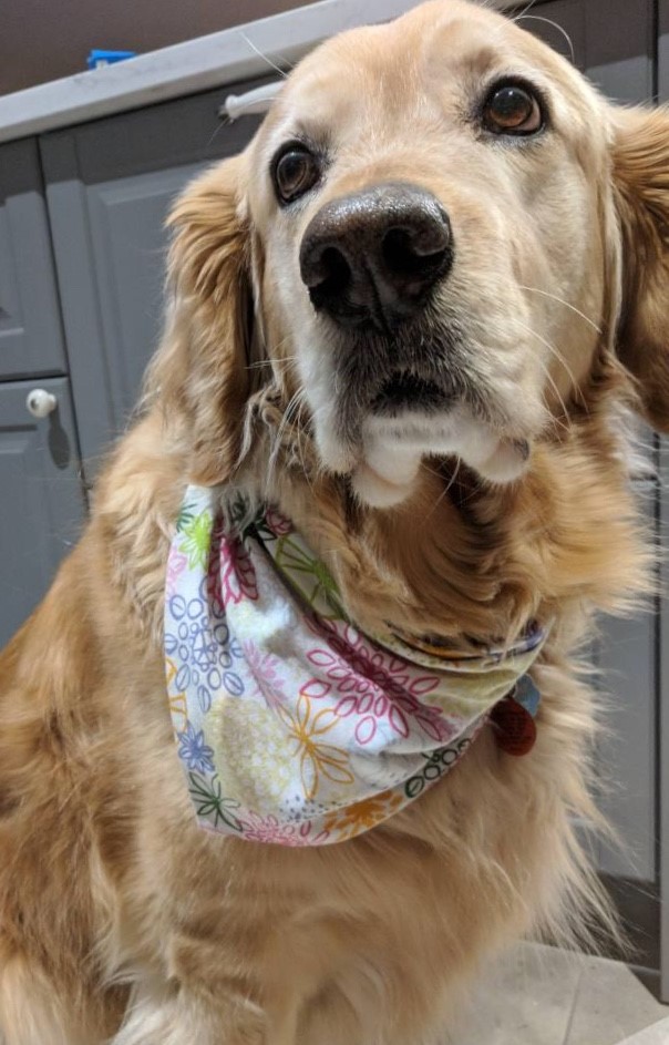 Golden, foulard, bandana, chien 1