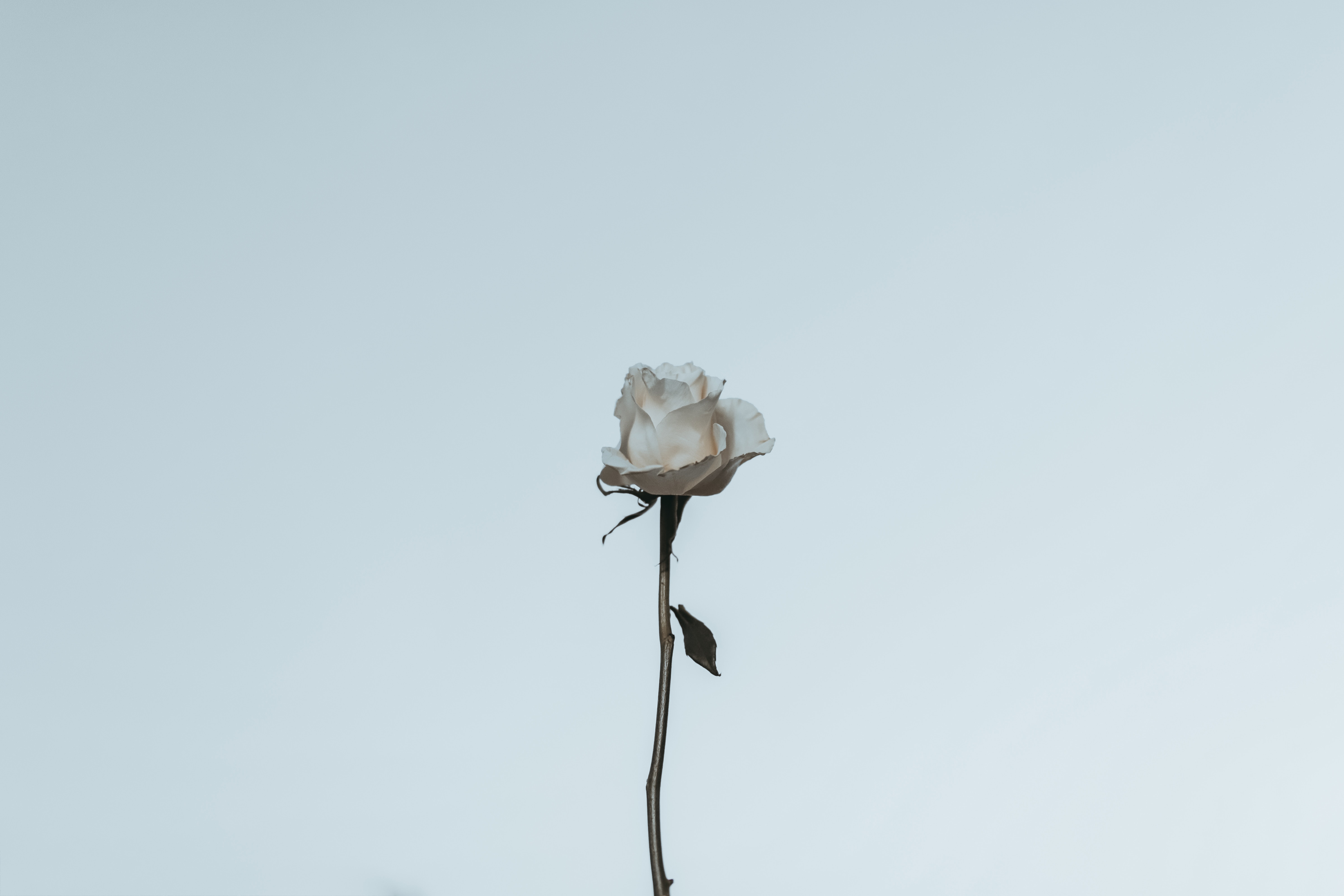 fleur blanche fond bleu