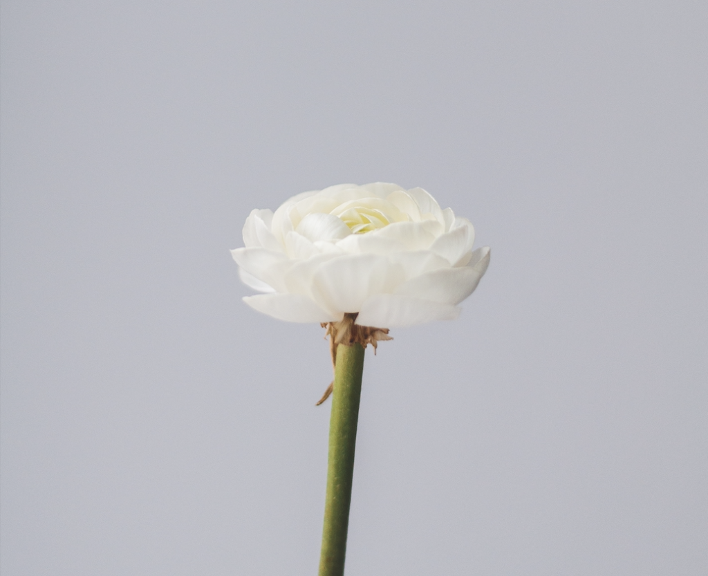 fleur blanche recadrée