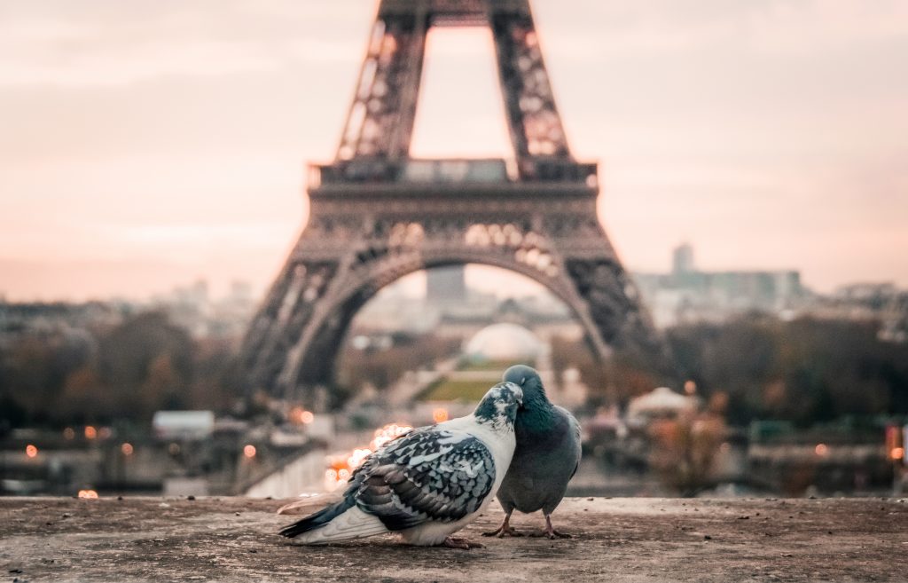 pigeons devant la tour eiffel