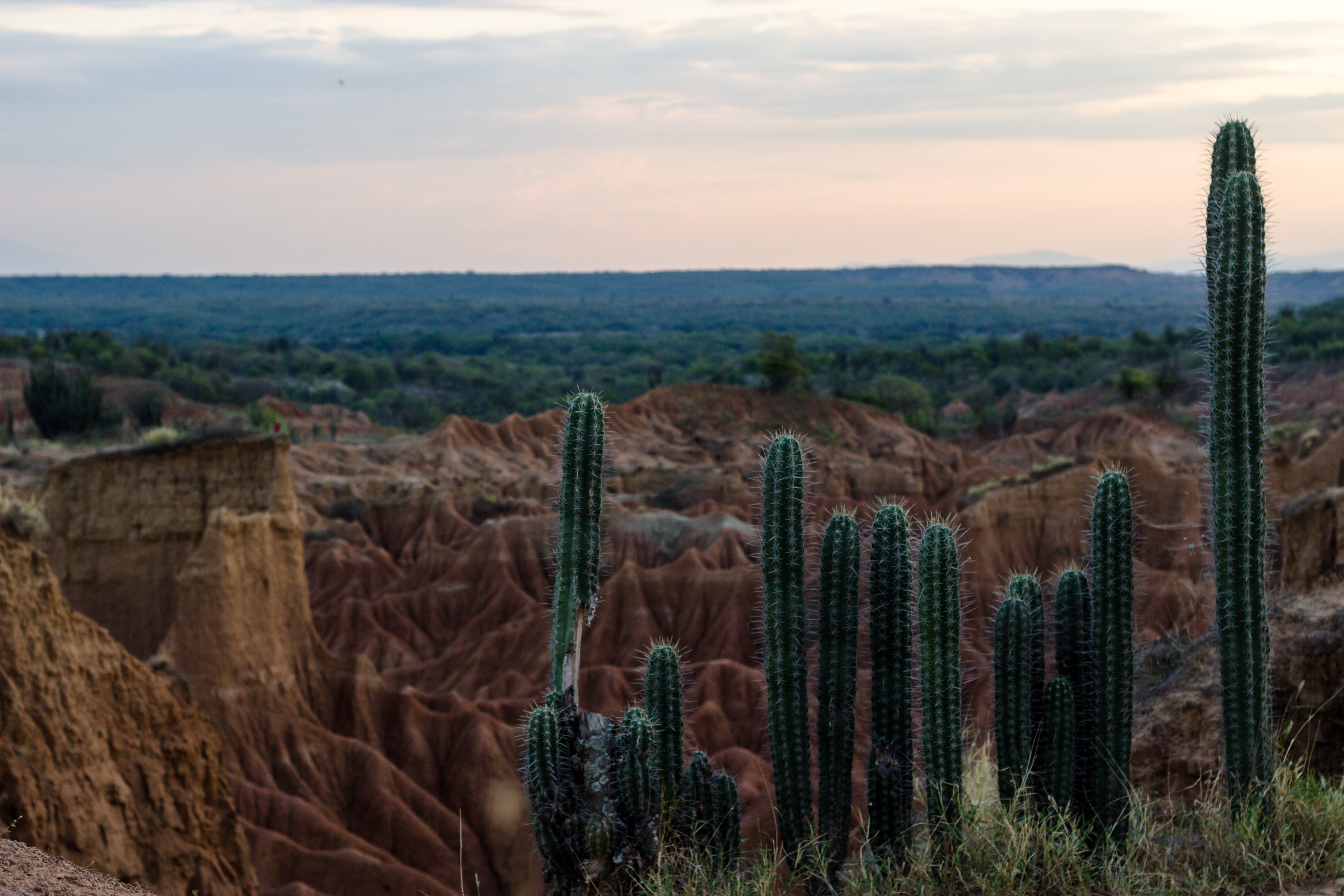 cactus dans le désert de Tatacoa