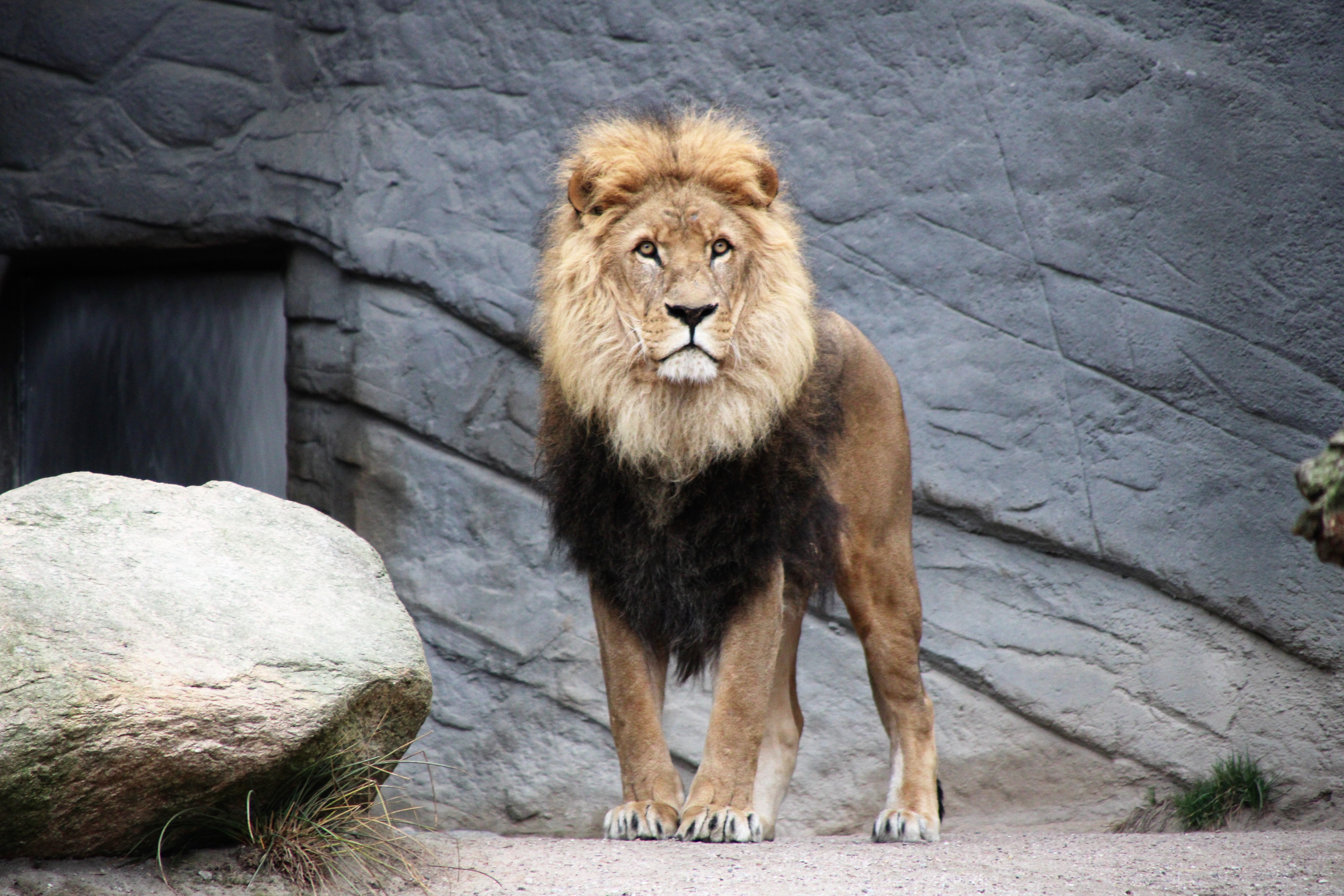 lion roi de la jungle