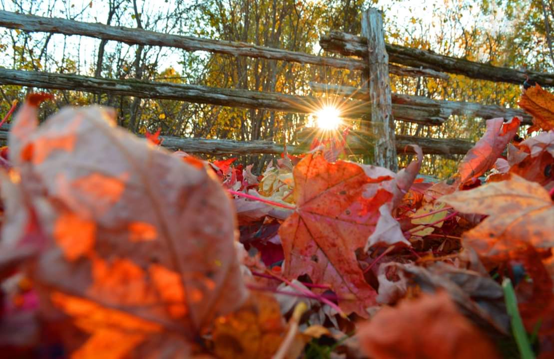 feuilles automne coucher de soleil