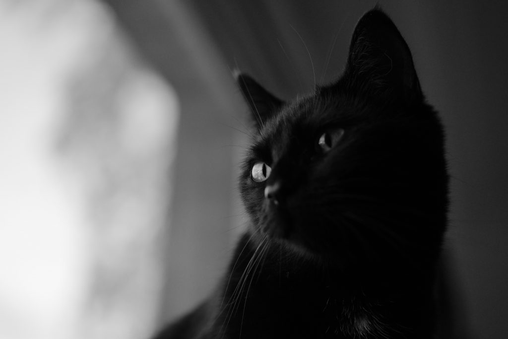 chat noir photo noir et blanc