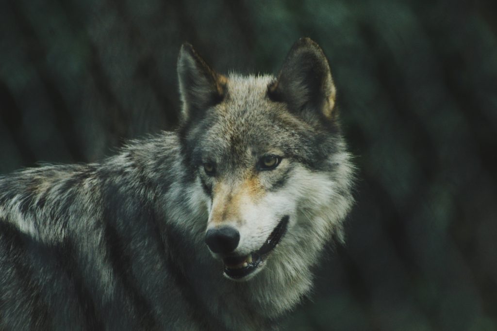 gros plan d'un loup dans la forêt la gueule ouverte