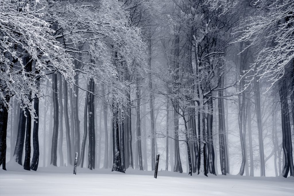 hiver dépression saisonnière arbres glacés