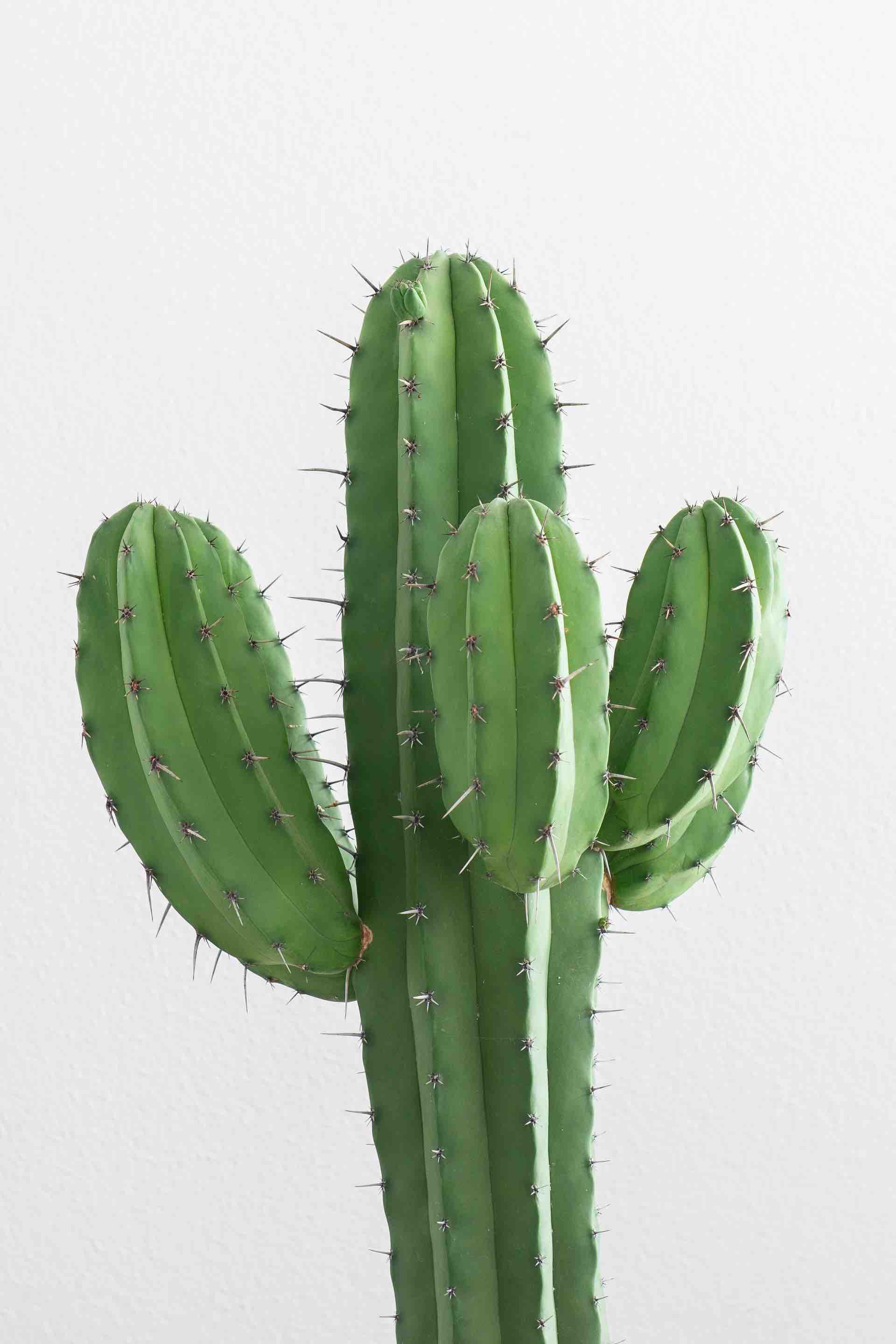 cactus vert épines fond blanc