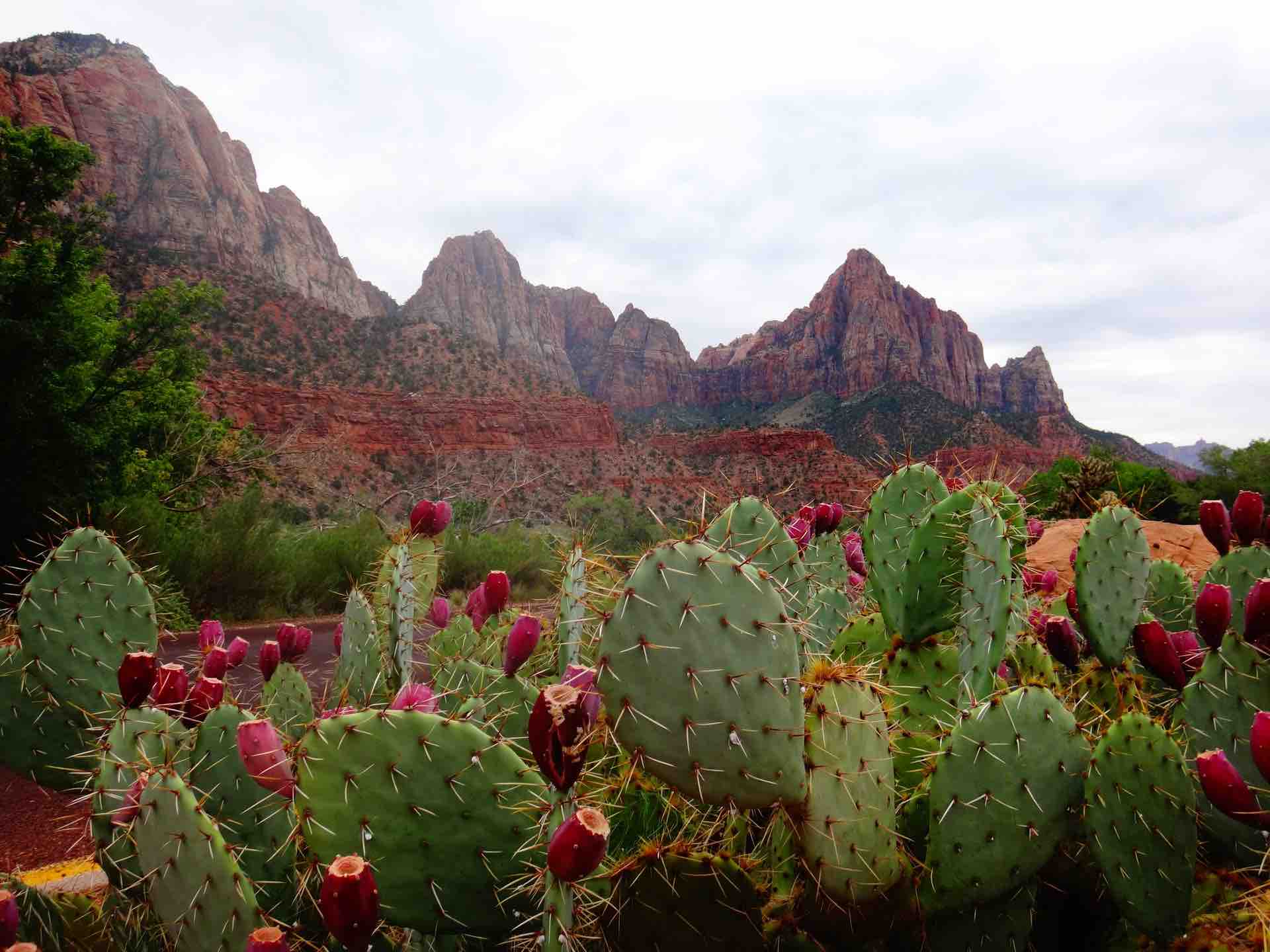 cactus fleurs arizona désert vert