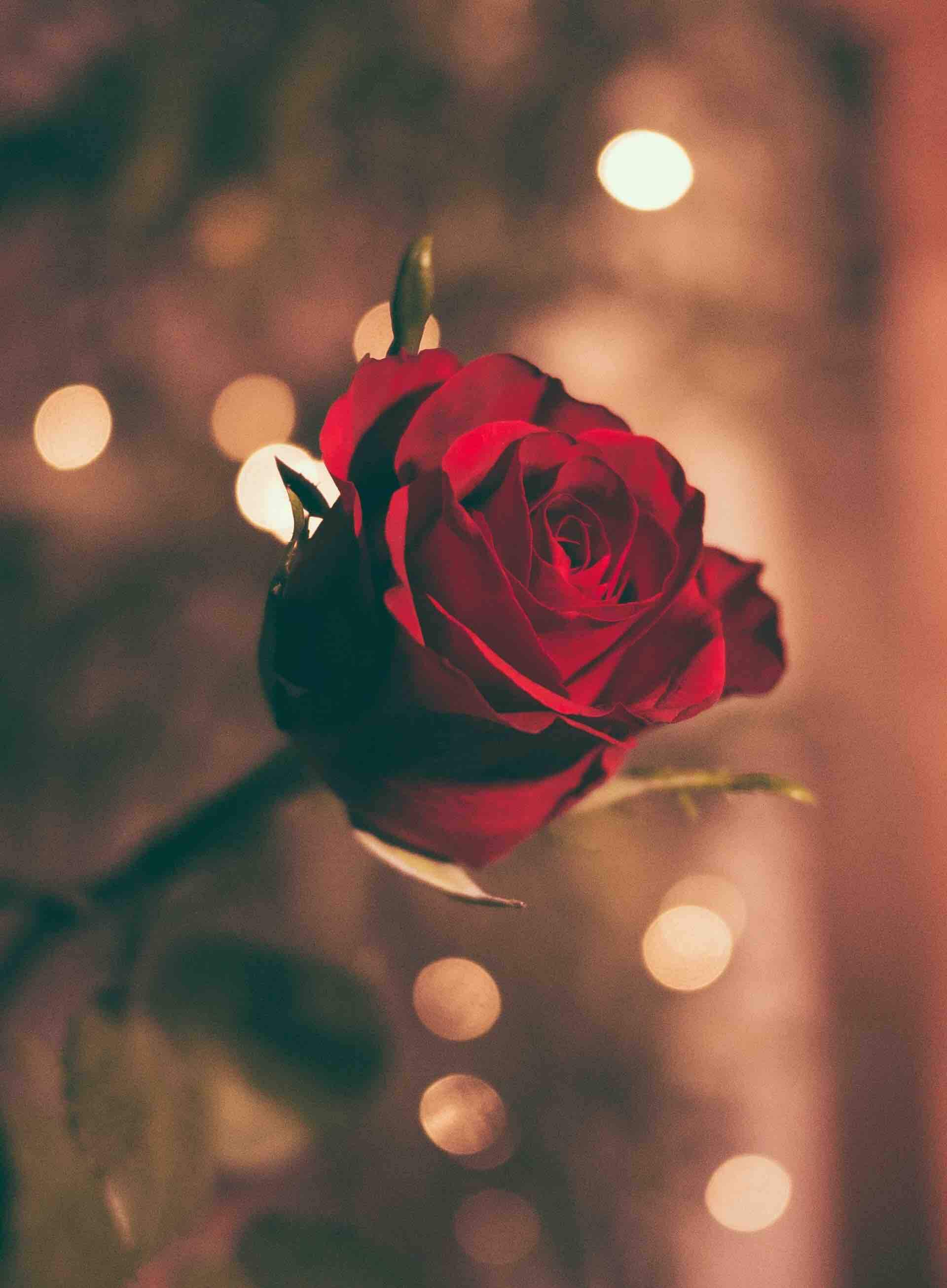 rose amour romantique flou