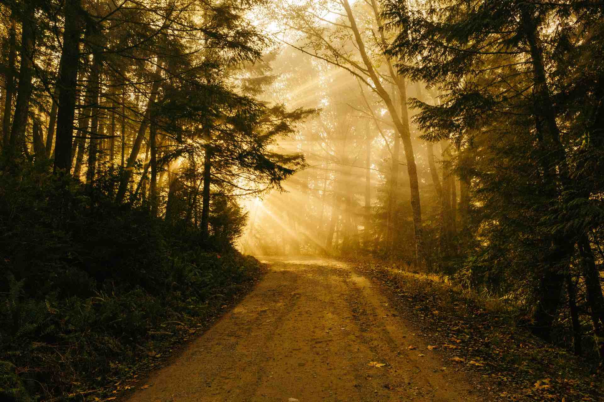 chemin forêt boisé lumière