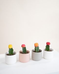 cactus plante intérieure