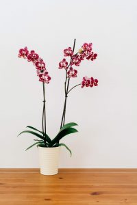 orchidée plante intérieure