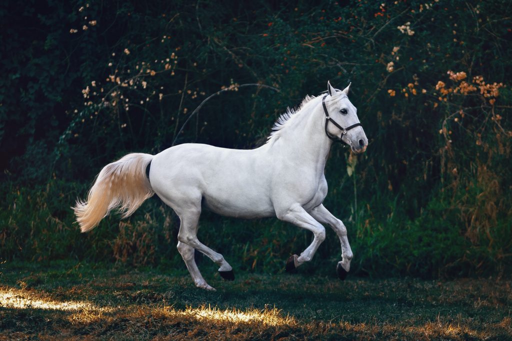 cheval canadien