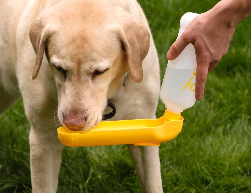 bouteille d'eau pour chiens