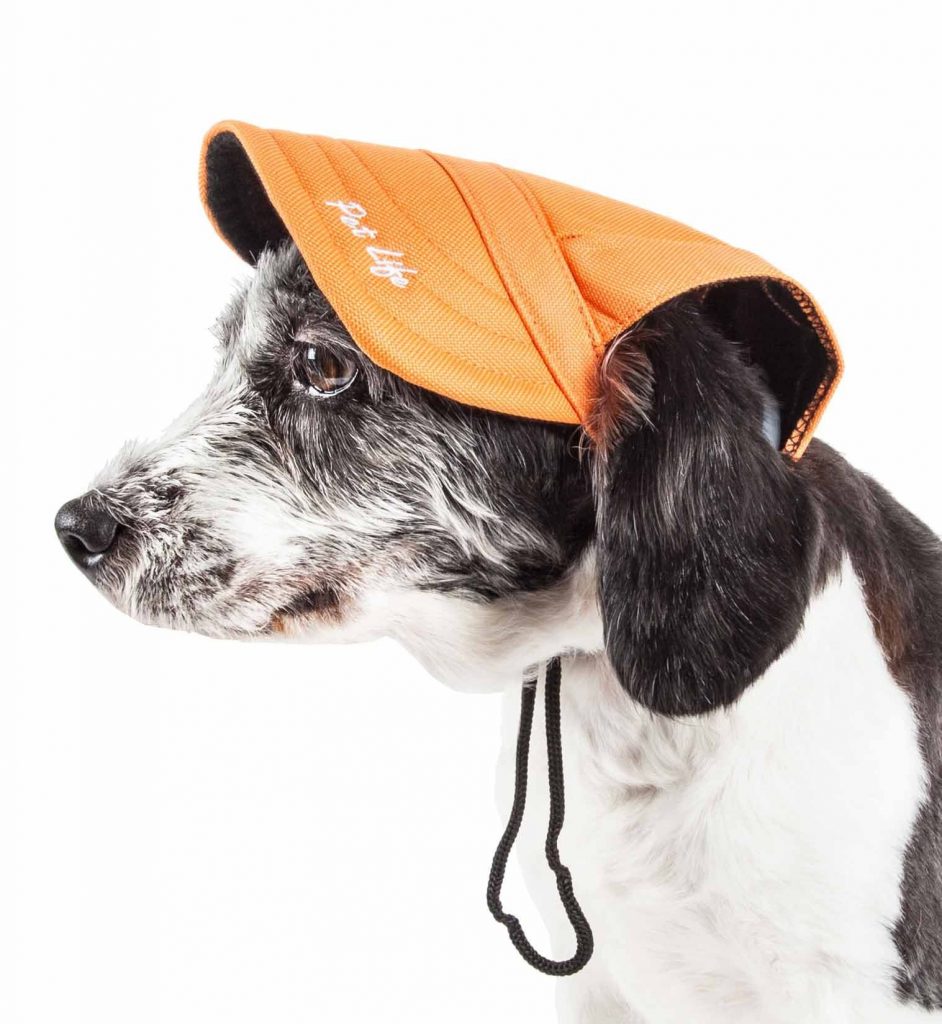casquette pour chiens