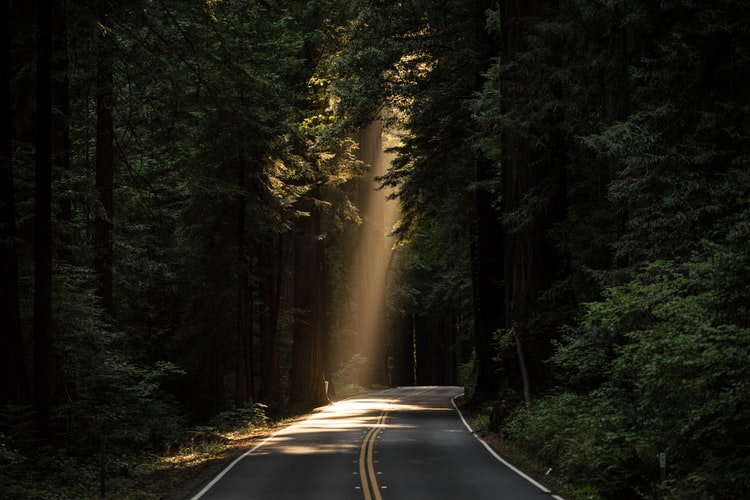 lumière, arbre, route