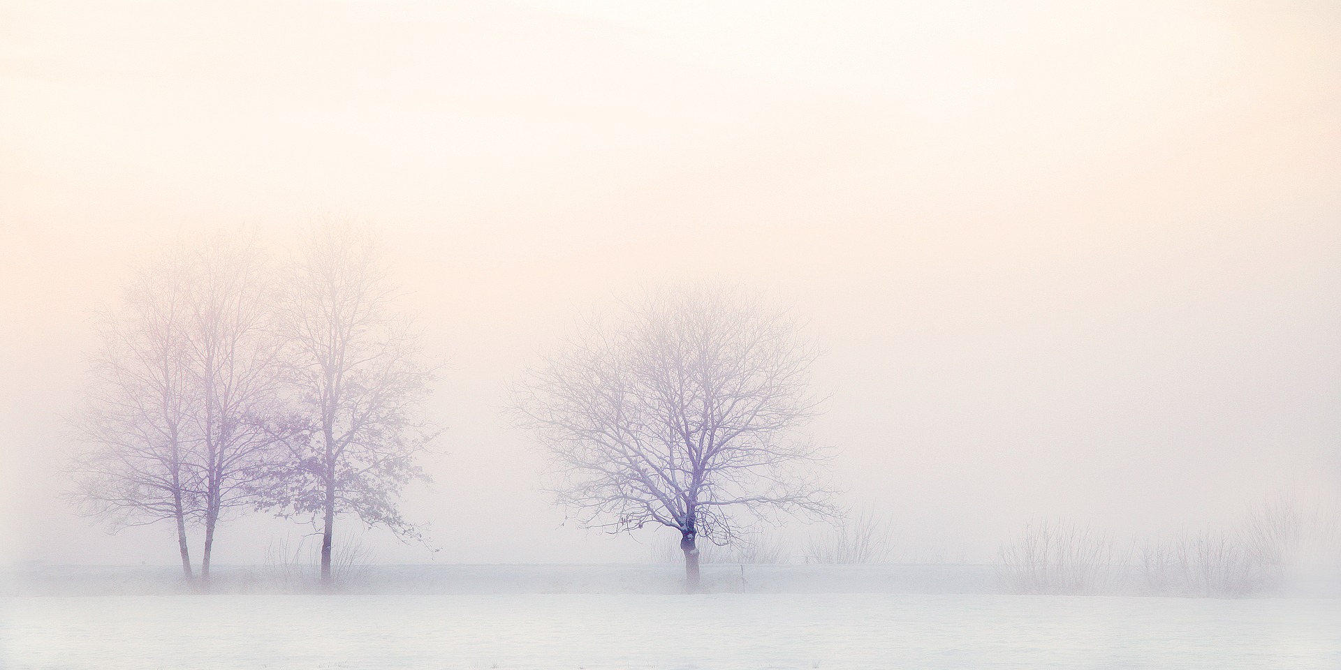 hiver, arbres, blanc, froid, coups de coeur, mode, collabos, article collaboratif, chronique