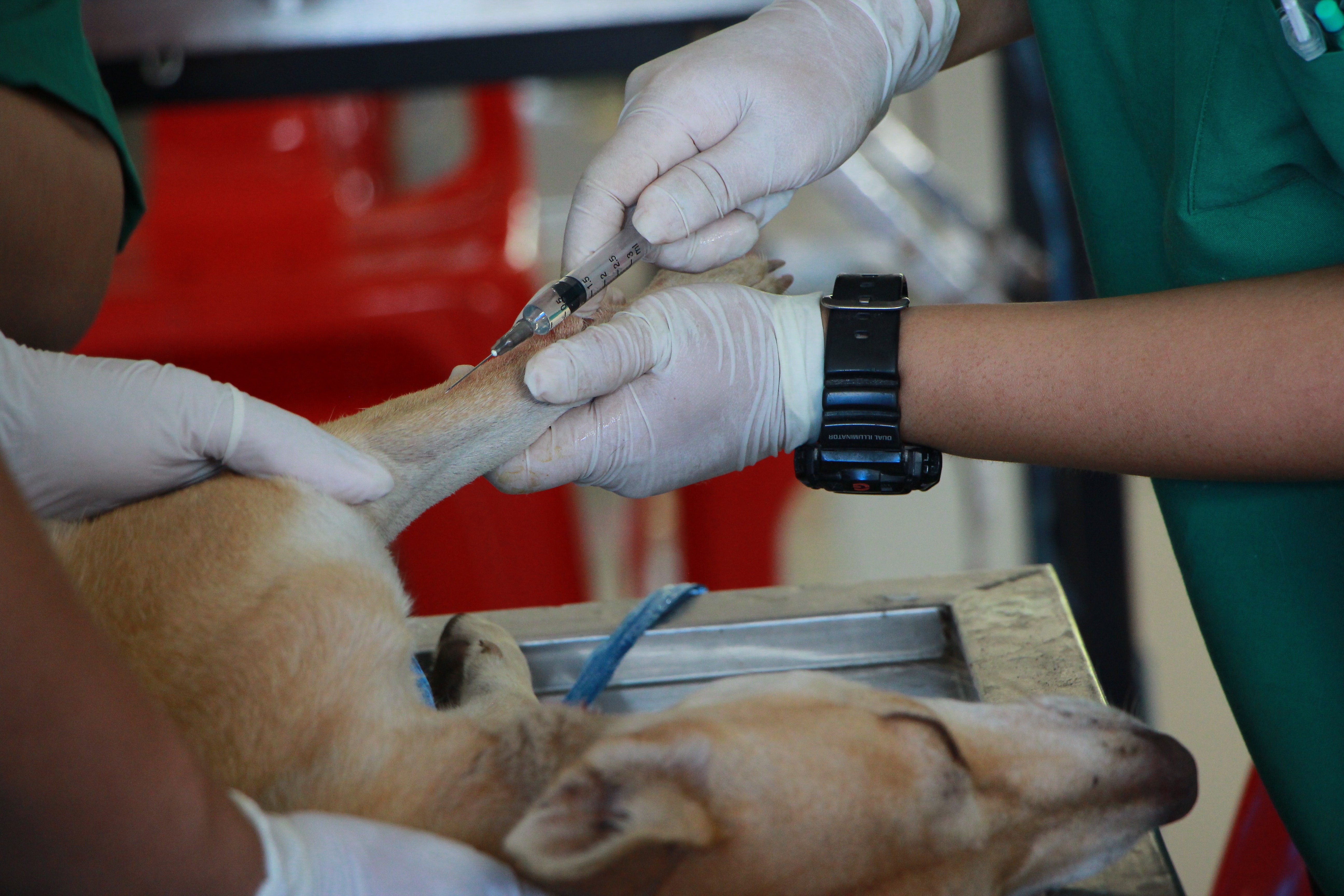 médecin vétérinaire opération chien