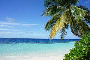 plage palmier vacances