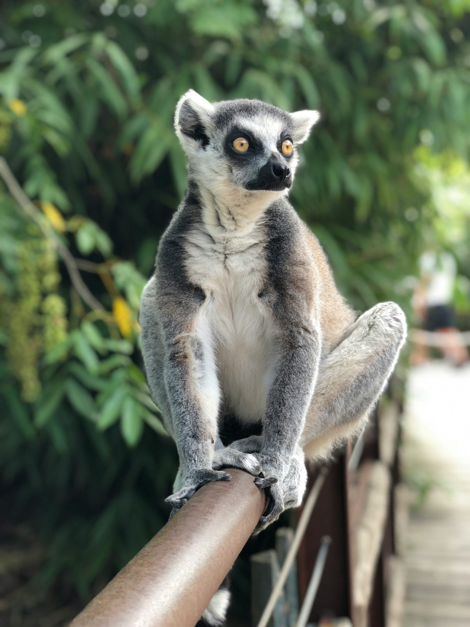 Lémurien, Madagascar
